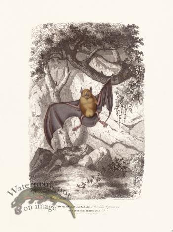 Bats of the World 16